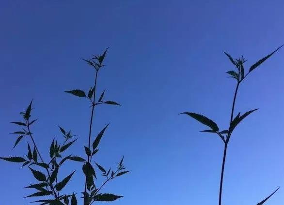 藍(lán)汛通信：是否又該需要股票回購計(jì)劃了呢?